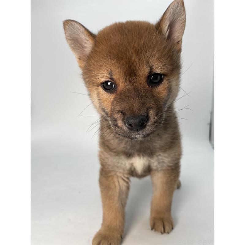 成約済の千葉県の柴犬-429981の2枚目