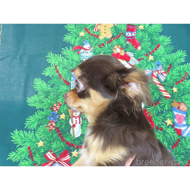 販売中の千葉県のチワワ(ロングコート)-403227の5枚目