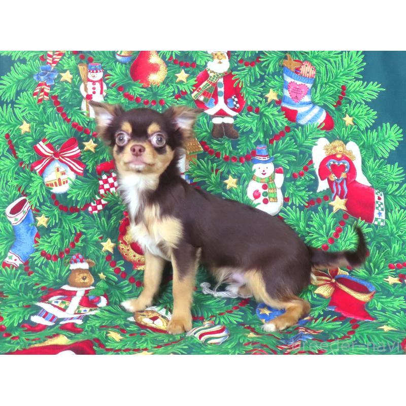 販売中の千葉県のチワワ(ロングコート)-403227の4枚目