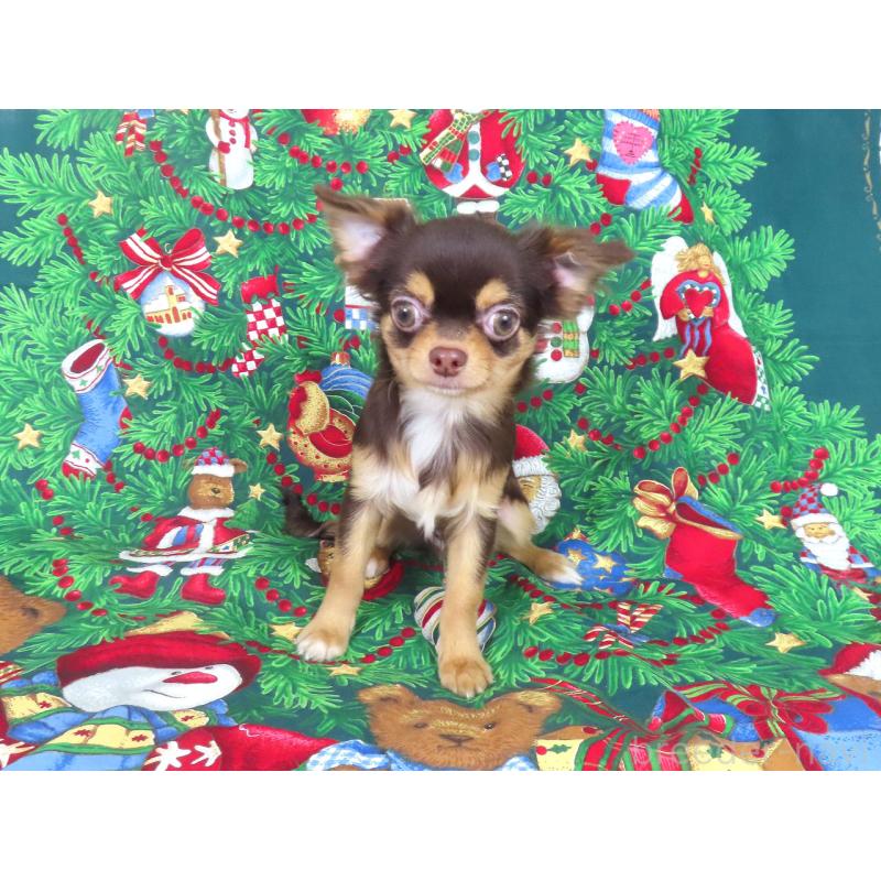 販売中の千葉県のチワワ(ロングコート)-403227の3枚目