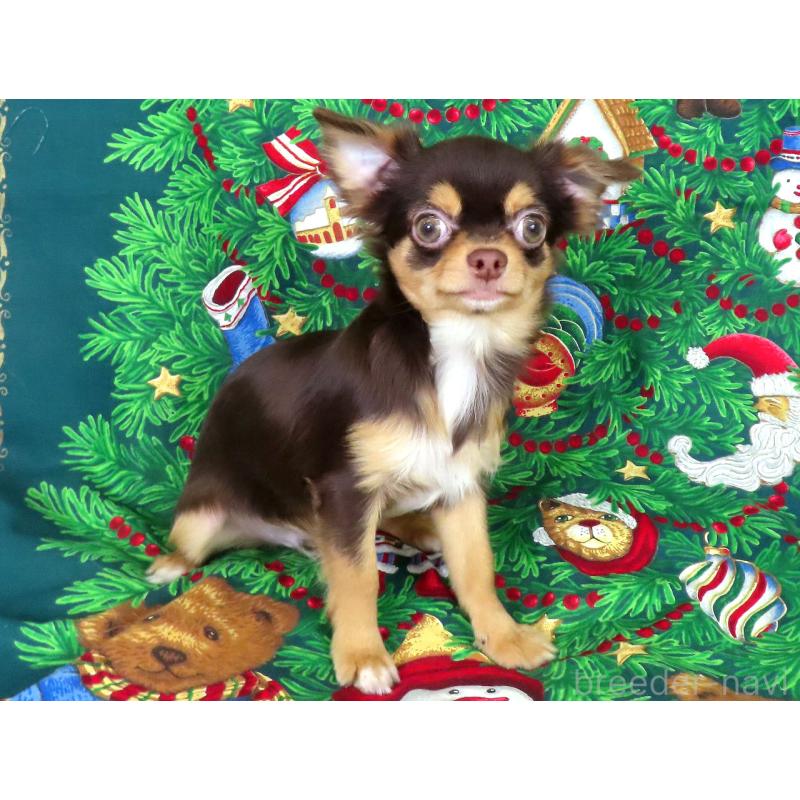 販売中の千葉県のチワワ(ロングコート)-403227の2枚目