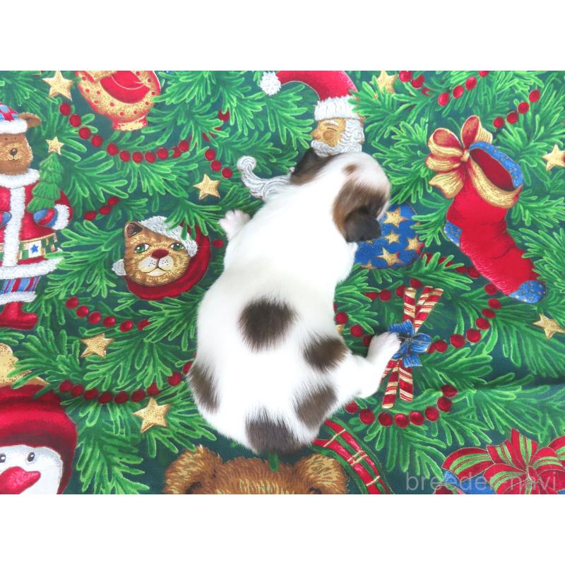 販売中の千葉県のパピヨン-431036の5枚目