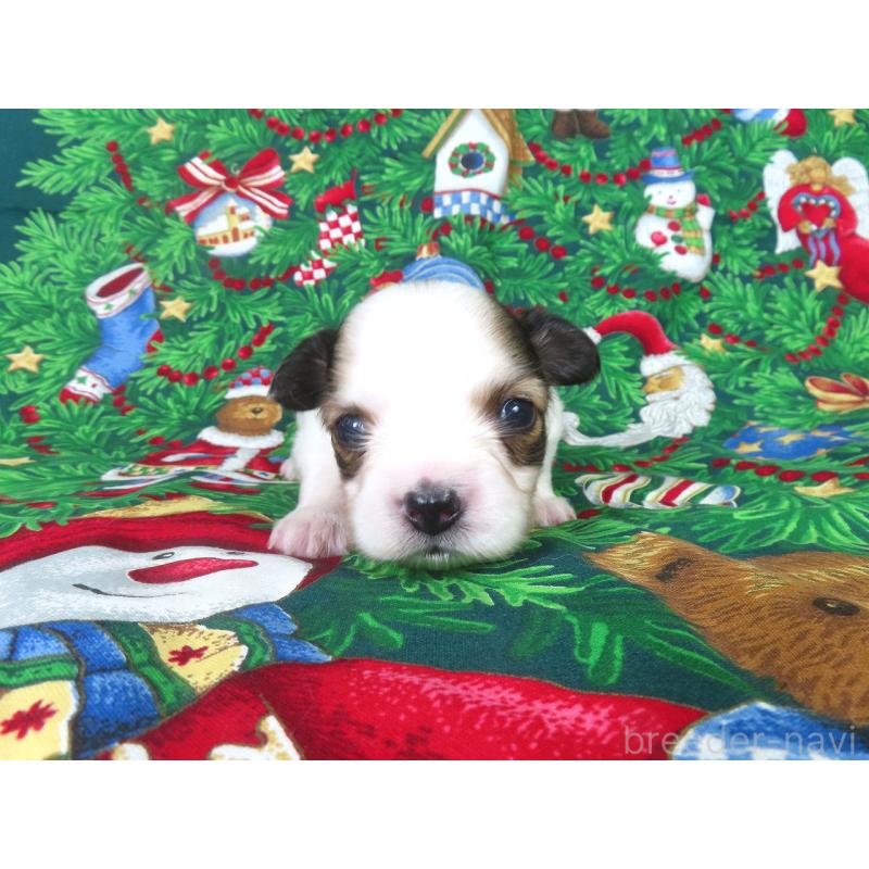 販売中の千葉県のパピヨン-431036の4枚目