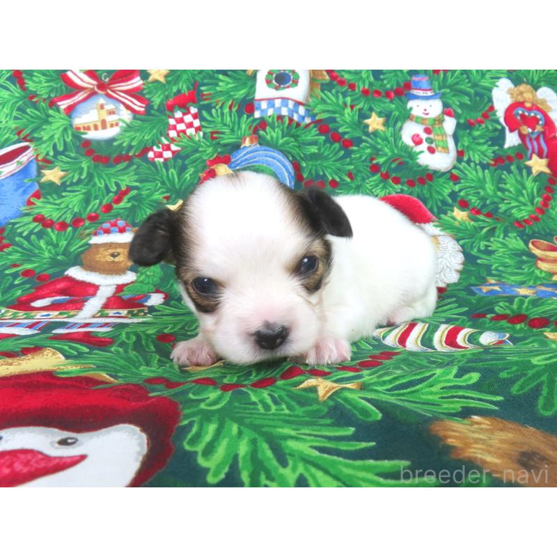 販売中の千葉県のパピヨン-431036の3枚目