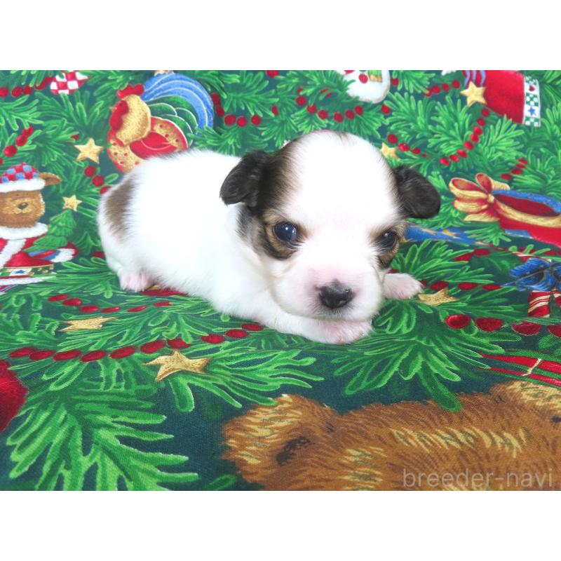 販売中の千葉県のパピヨン-431036の2枚目