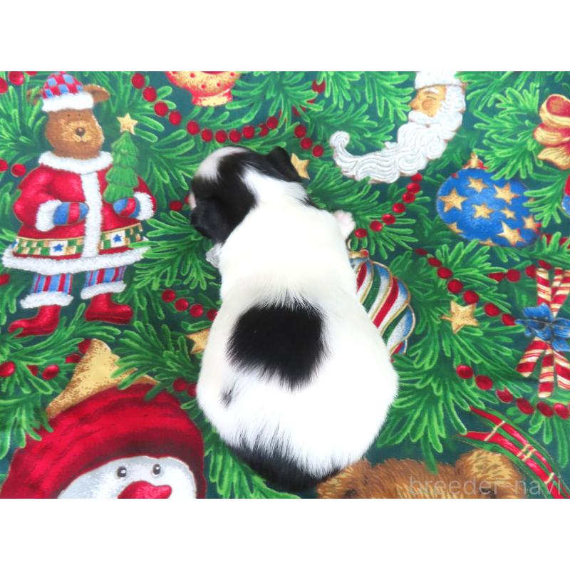 販売中の千葉県のパピヨン-431037の5枚目