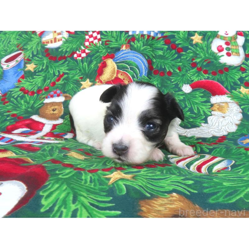 販売中の千葉県のパピヨン-431037の4枚目