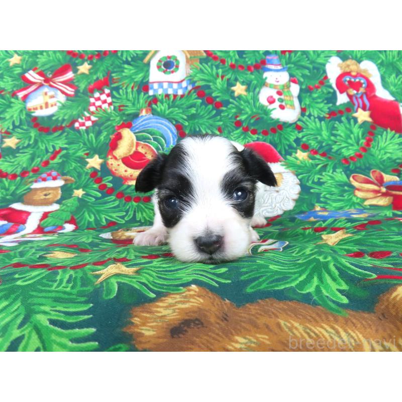 販売中の千葉県のパピヨン-431037の3枚目