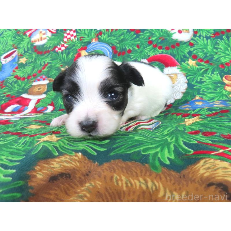 販売中の千葉県のパピヨン-431037の2枚目