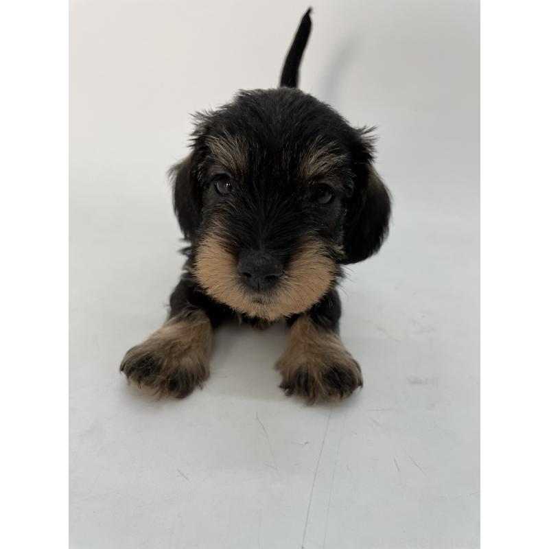 販売中の千葉県のミニチュアダックスフンド(ワイヤーヘアード)-428333