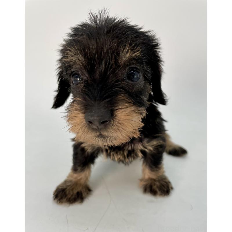 販売中の千葉県のミニチュアダックスフンド(ワイヤーヘアード)-431043の1枚目