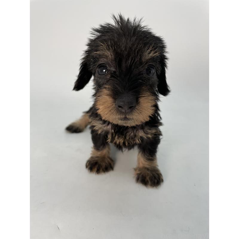 販売中の千葉県のミニチュアダックスフンド(ワイヤーヘアード)-431043の13枚目