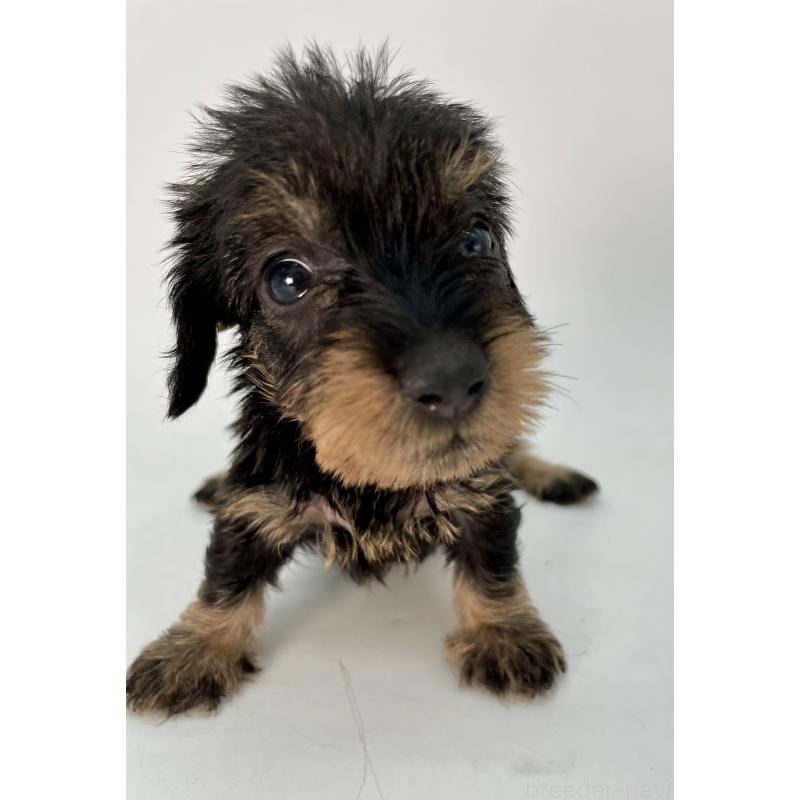 販売中の千葉県のミニチュアダックスフンド(ワイヤーヘアード)-431043の12枚目