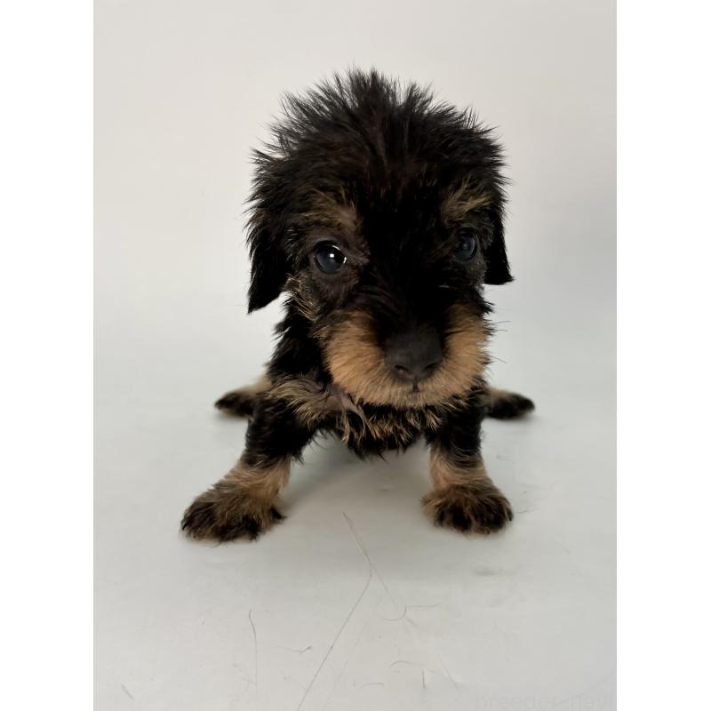 販売中の千葉県のミニチュアダックスフンド(ワイヤーヘアード)-431043の11枚目