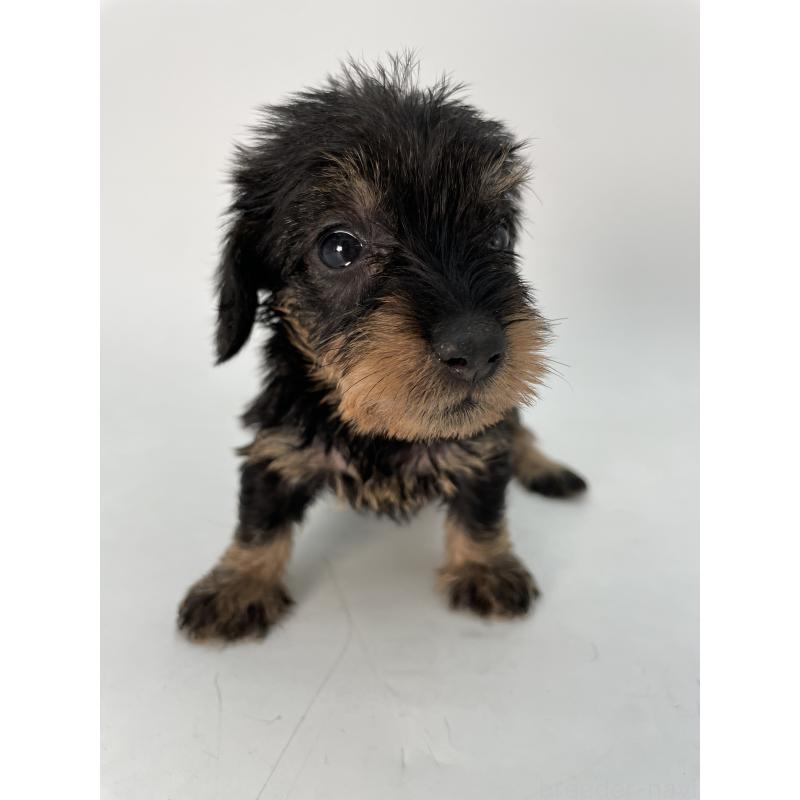 販売中の千葉県のミニチュアダックスフンド(ワイヤーヘアード)-431043の10枚目