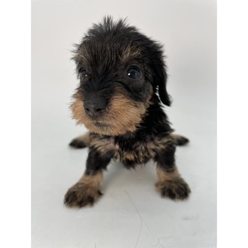 販売中の千葉県のミニチュアダックスフンド(ワイヤーヘアード)-431043の9枚目