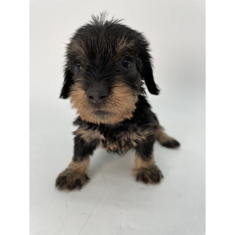 販売中の千葉県のミニチュアダックスフンド(ワイヤーヘアード)-431043の8枚目