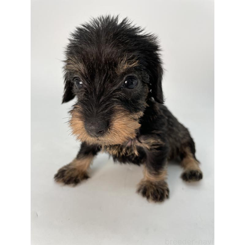 販売中の千葉県のミニチュアダックスフンド(ワイヤーヘアード)-431043の7枚目