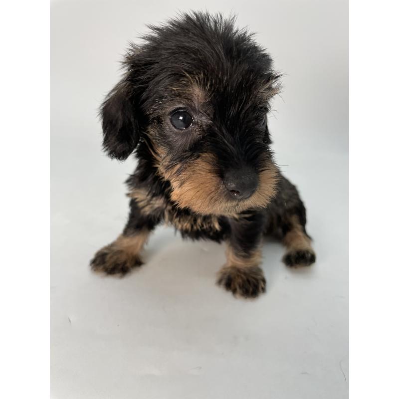 販売中の千葉県のミニチュアダックスフンド(ワイヤーヘアード)-431043の6枚目