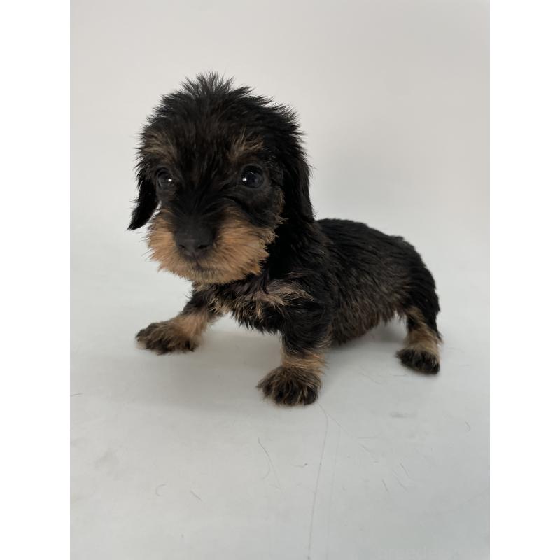 販売中の千葉県のミニチュアダックスフンド(ワイヤーヘアード)-431043の5枚目