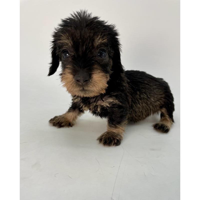 販売中の千葉県のミニチュアダックスフンド(ワイヤーヘアード)-431043の4枚目