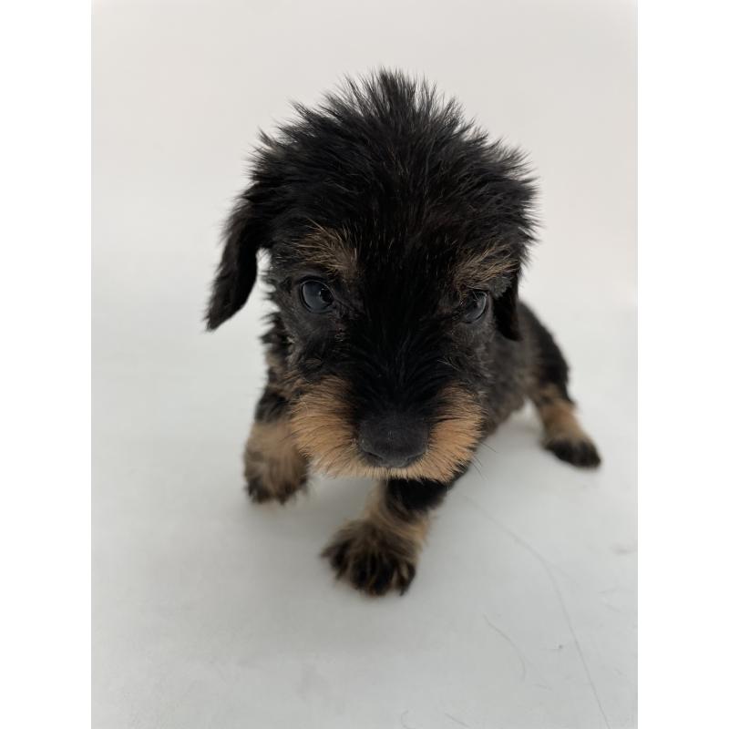 販売中の千葉県のミニチュアダックスフンド(ワイヤーヘアード)-431043の3枚目