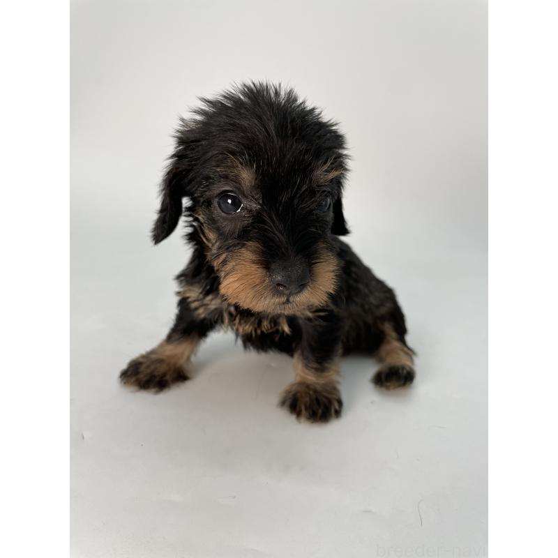 販売中の千葉県のミニチュアダックスフンド(ワイヤーヘアード)-431043の2枚目