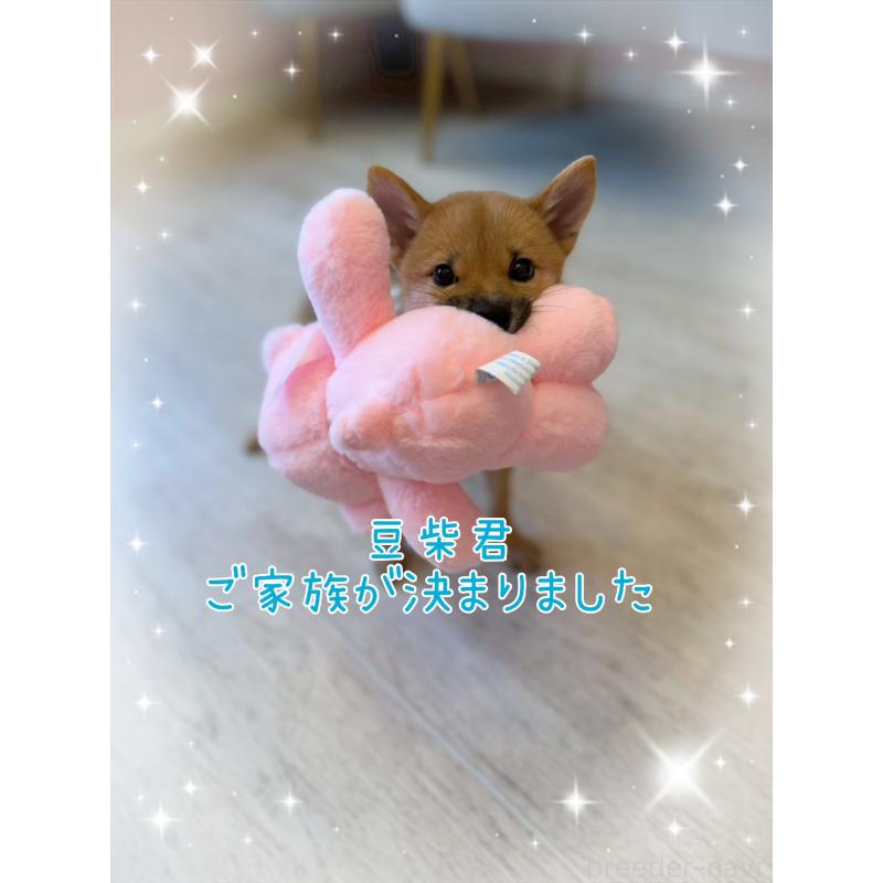 成約済の山形県の豆柴-402375の1枚目