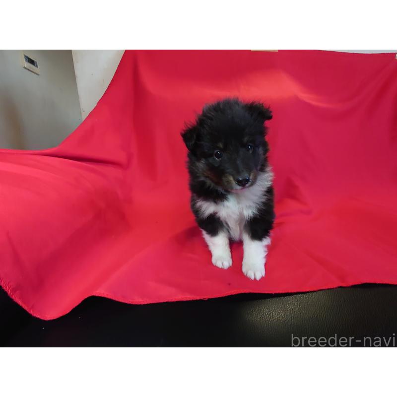 販売中の静岡県のシェットランドシープドッグ(シェルティ)-431044の3枚目