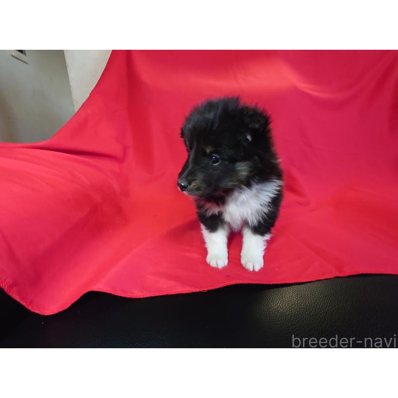 販売中の静岡県のシェットランドシープドッグ(シェルティ)-431044の2枚目