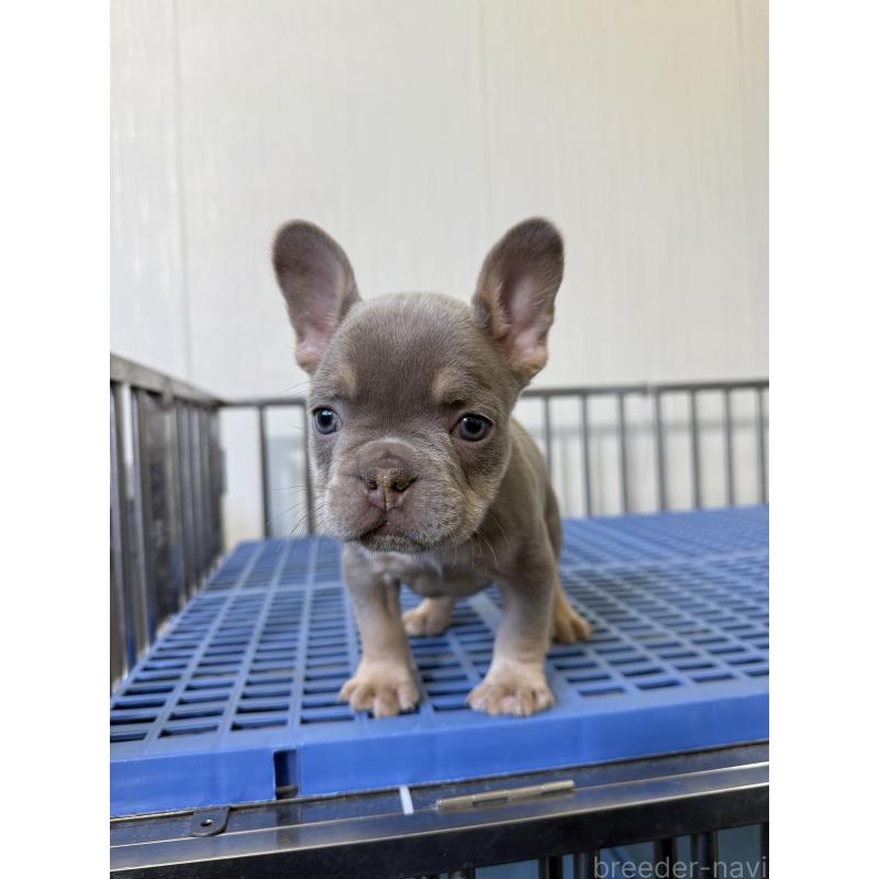 販売中の茨城県のフレンチブルドッグ-429787