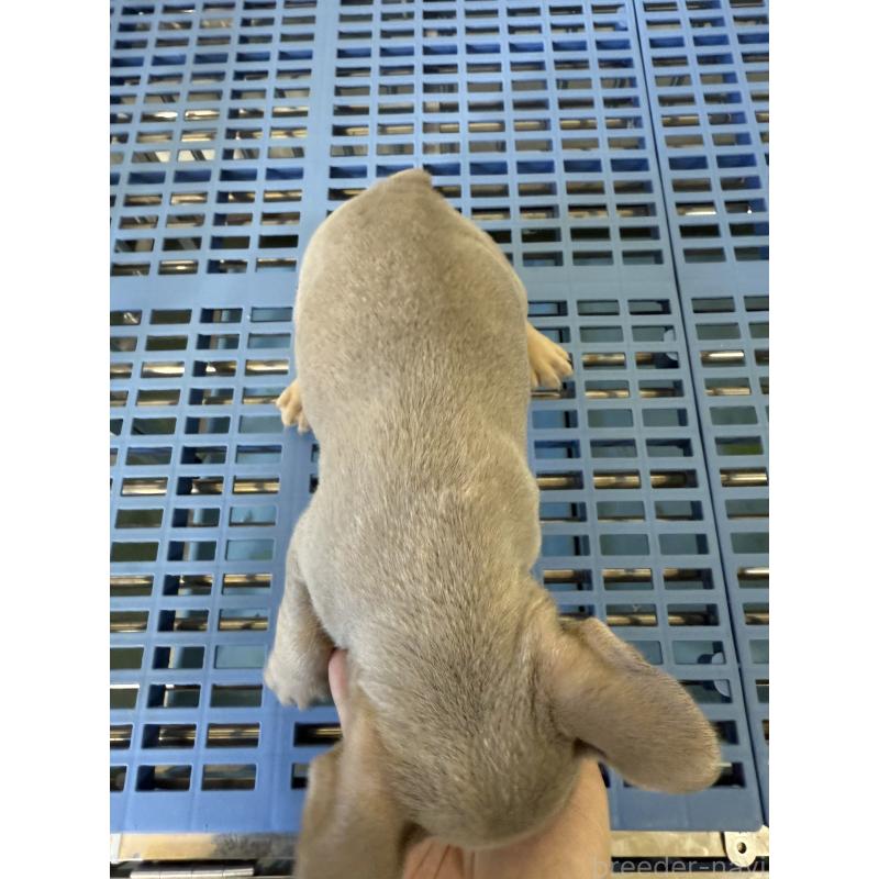 販売中の茨城県のフレンチブルドッグ-429787の5枚目