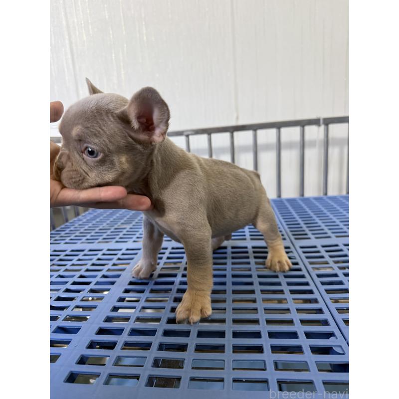 販売中の茨城県のフレンチブルドッグ-429787の4枚目