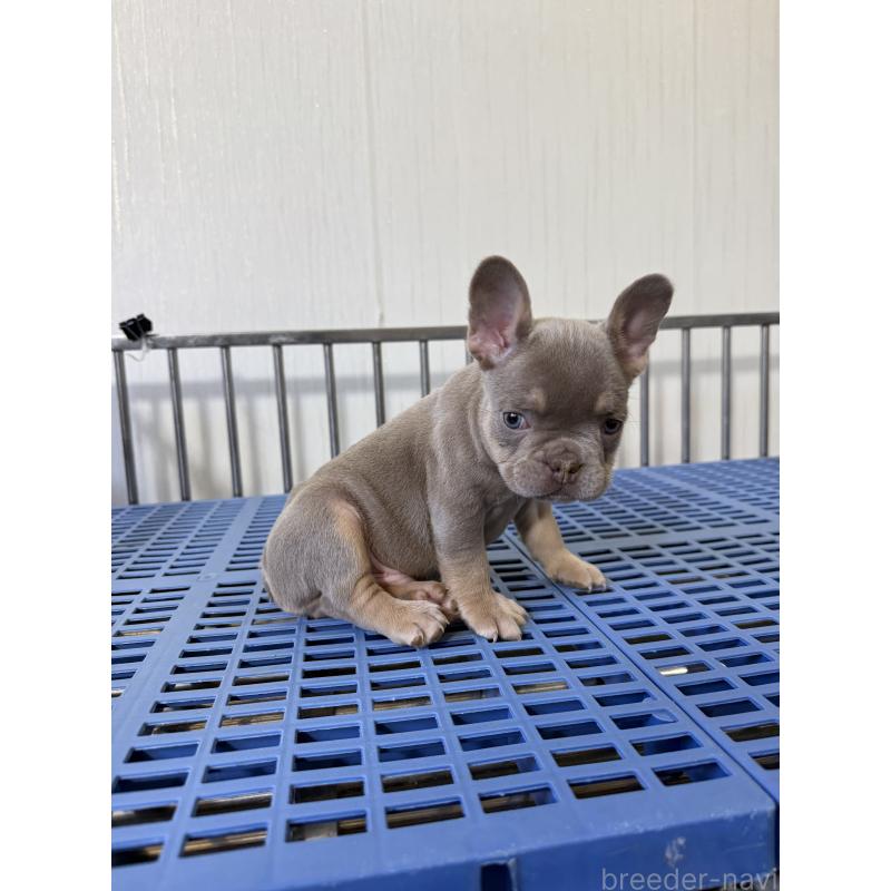 販売中の茨城県のフレンチブルドッグ-429787の3枚目