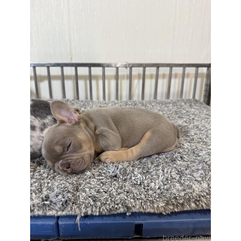 販売中の茨城県のフレンチブルドッグ-429787の2枚目