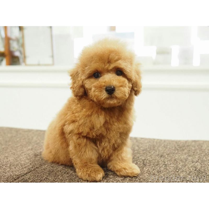 販売中の愛知県のトイプードル-431045の8枚目