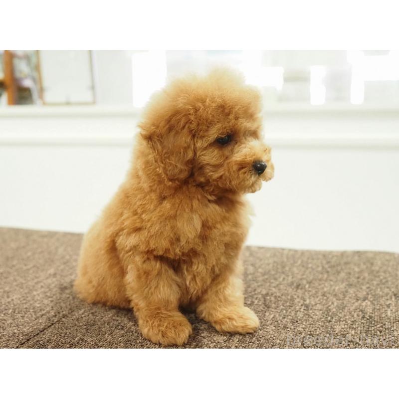 販売中の愛知県のトイプードル-431045の7枚目