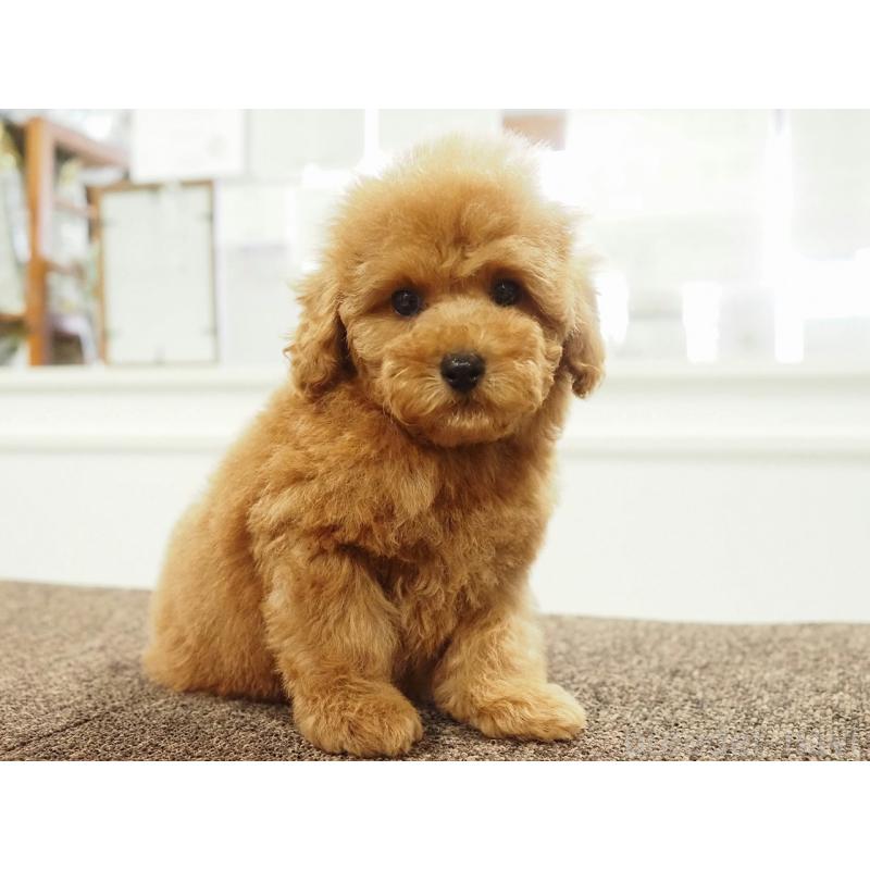 販売中の愛知県のトイプードル-431045の6枚目