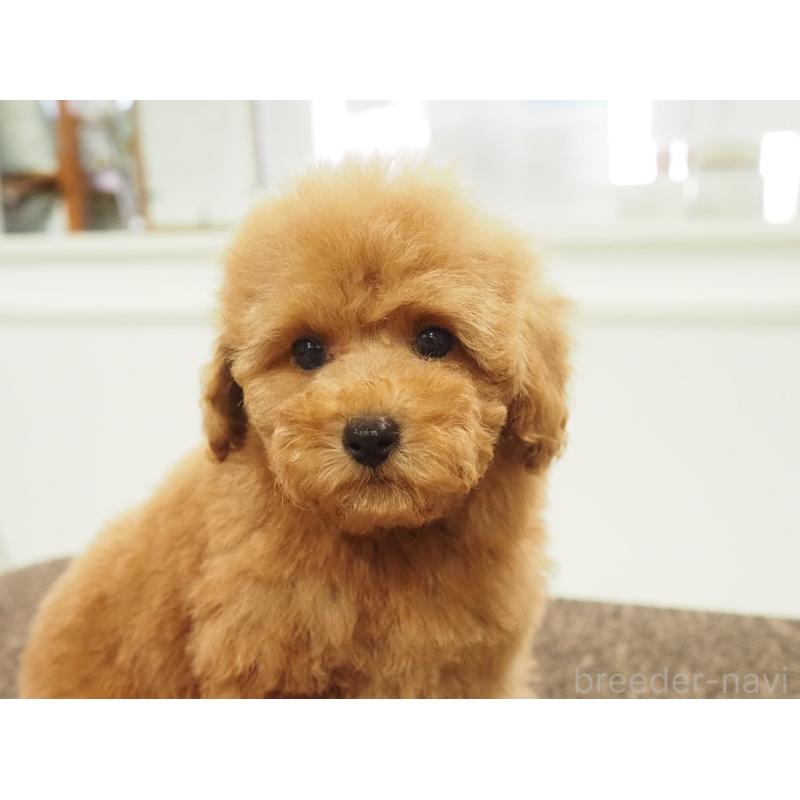 販売中の愛知県のトイプードル-431045の5枚目