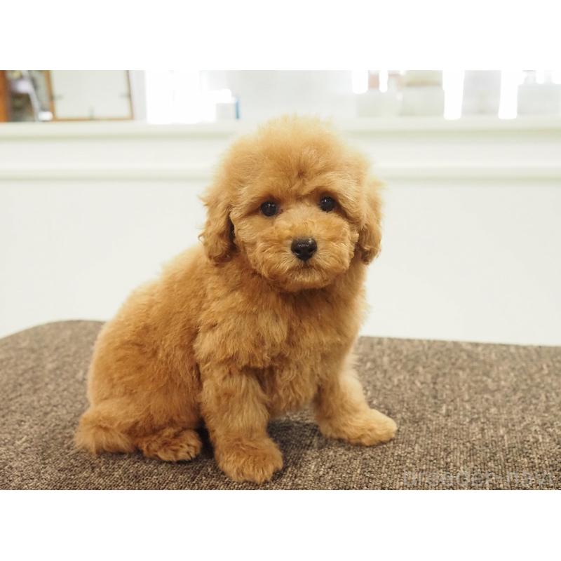 販売中の愛知県のトイプードル-431045の4枚目