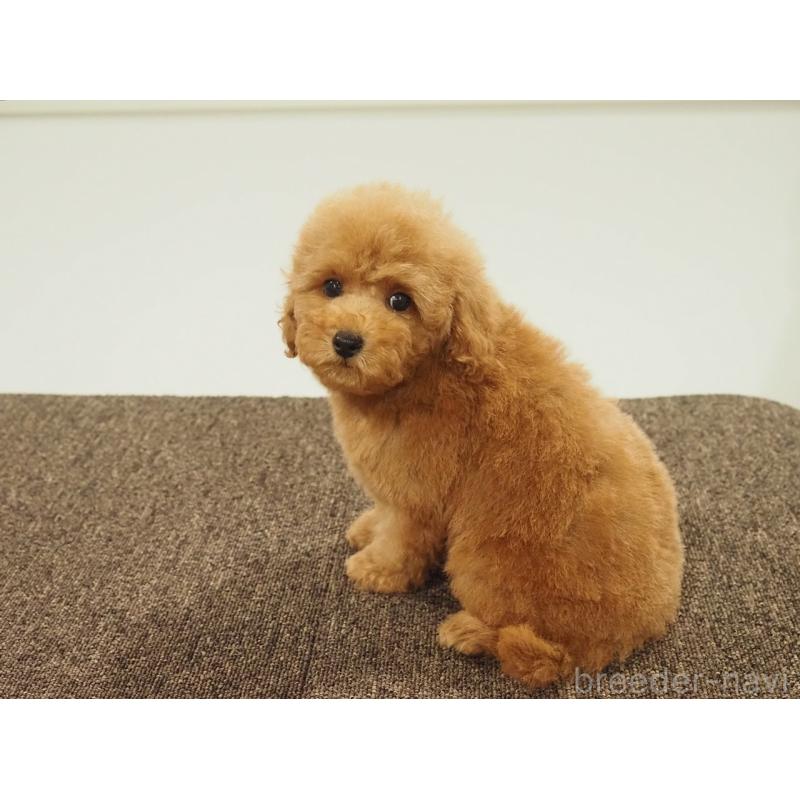 販売中の愛知県のトイプードル-431045の3枚目