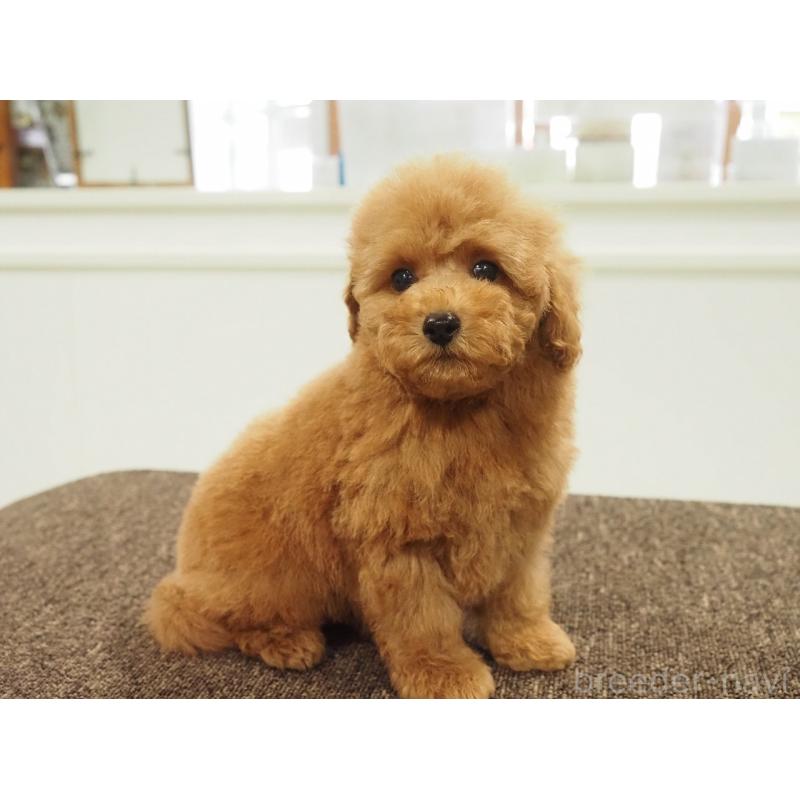 販売中の愛知県のトイプードル-431045の2枚目