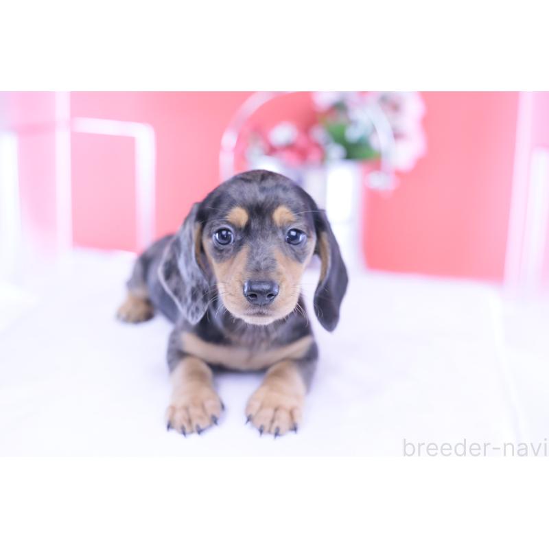 成約済の愛知県のカニンヘンダックスフンド(スムースヘアード)-426209の15枚目