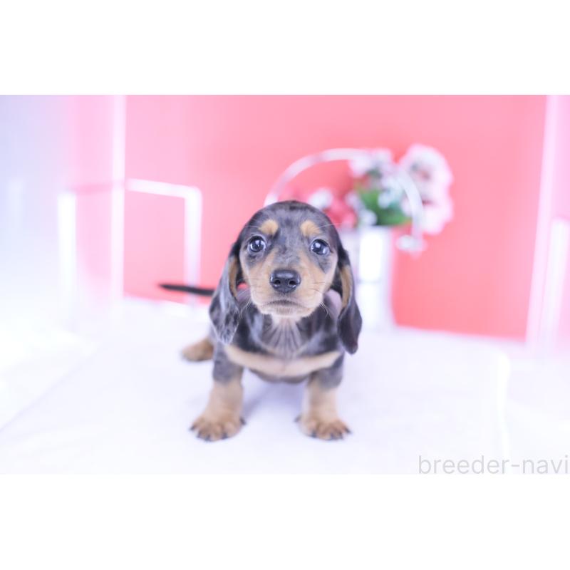 成約済の愛知県のカニンヘンダックスフンド(スムースヘアード)-426209の13枚目