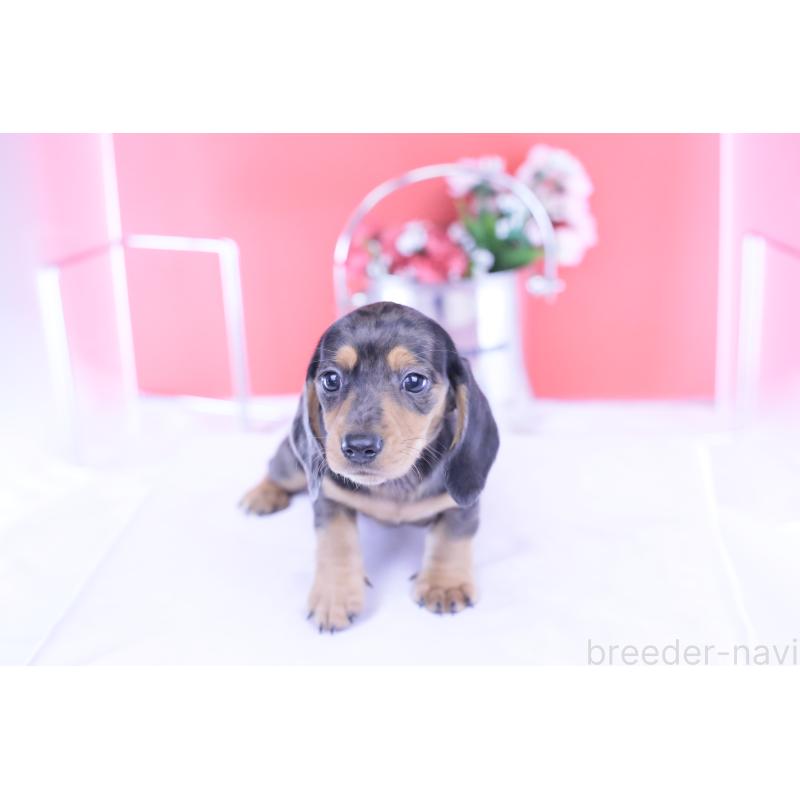 成約済の愛知県のカニンヘンダックスフンド(スムースヘアード)-426209の12枚目