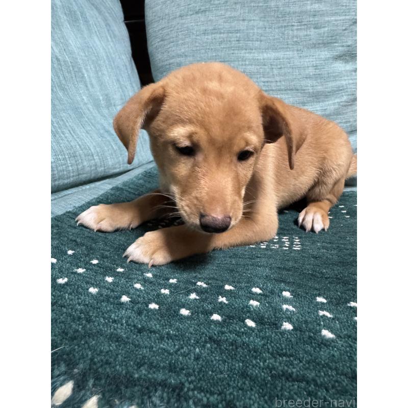 販売中の岡山県のミックス犬-422956の7枚目