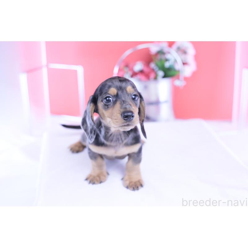 成約済の愛知県のカニンヘンダックスフンド(スムースヘアード)-426209の7枚目