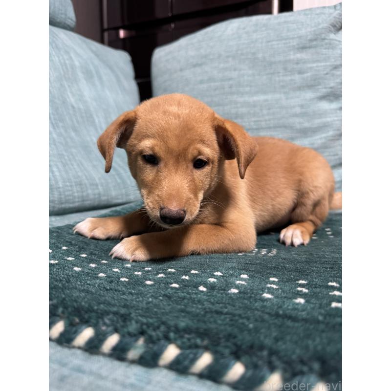 販売中の岡山県のミックス犬-422956の6枚目