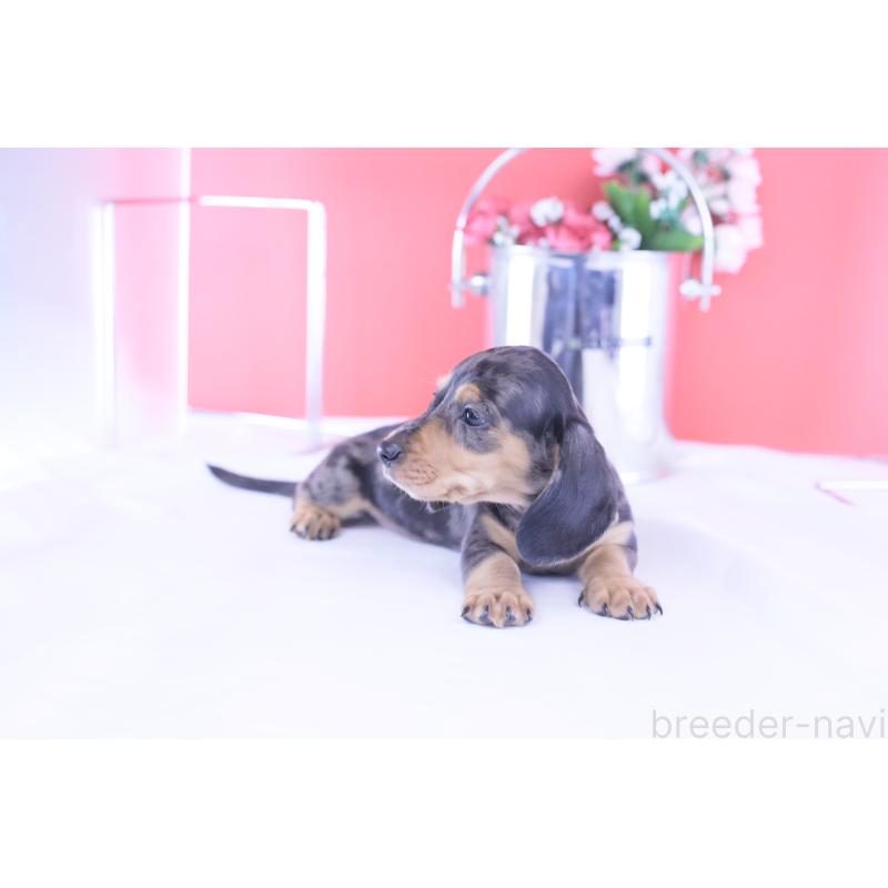 成約済の愛知県のカニンヘンダックスフンド(スムースヘアード)-426209の6枚目