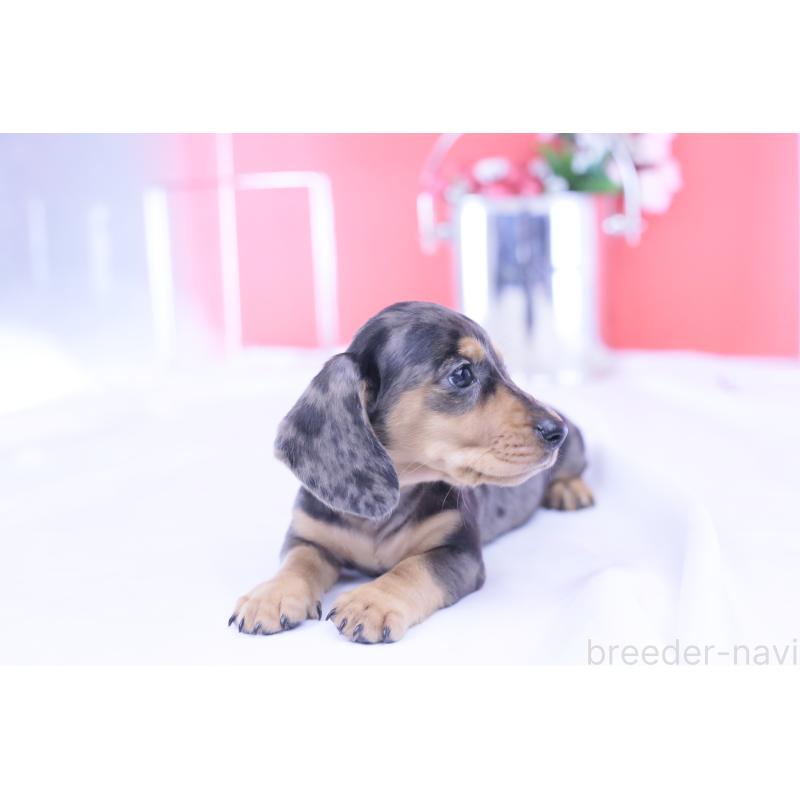 成約済の愛知県のカニンヘンダックスフンド(スムースヘアード)-426209の5枚目